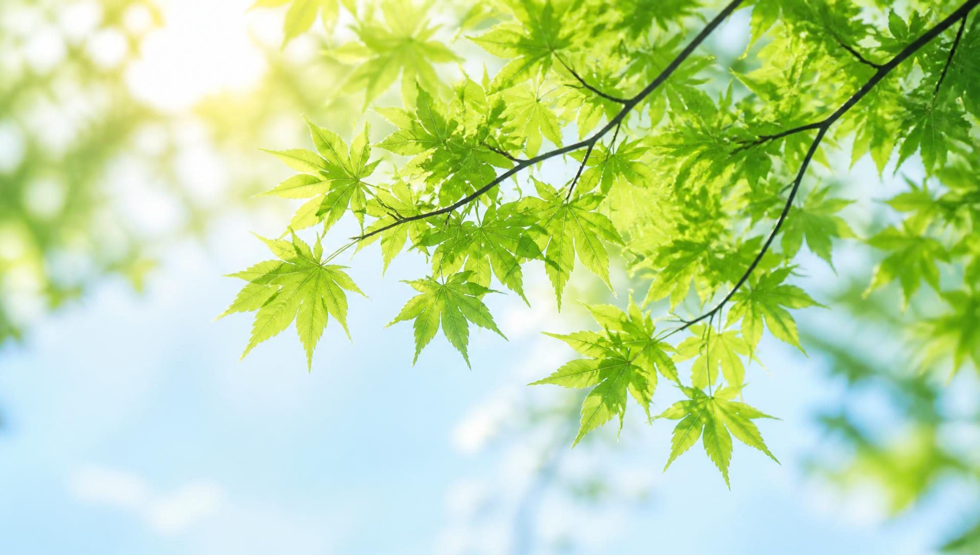 Folhas verdes iluminadas pelo sol